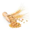 Durum Wheat
